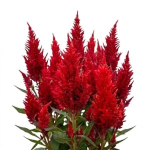 Creasta Cocosului Scarlet Flame (0,3 g) seminte Celosia argentea plumosa cu flori pufoase rosu intens, Legutko