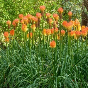 Crin Faclie Trytoma Knifofia (0,2 g) seminte Kniphofia uvaria, flori spectaculoase cu rosu, portocaliu, galben, Legutko - Img 4