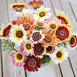 Crizanteme mix (0,8 g) seminte Chrysanthemum carinatum, tufanele tricolore, Mefim Agro - Img 6