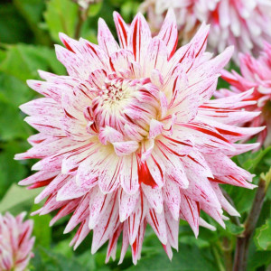Dalie Avignon (1 bulb), bulbi dalii flori foarte mari, petale albe stropite cu rosu, Agrosem