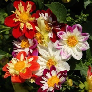 Flori colorate de dalie pitică Collarette Dandy