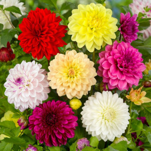 Dalie mix (0,3 g), seminte plante decorative Dahlia variabilis, flori mari, bogate, amestec de culori, Agrosem - Img 2