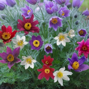 Deditei mix - Sasanka Zwyczajna (0,1 g) seminte Floarea Pastelui Pulsatilla vulgaris, flori clopotei mov, rosii, albi, Legutko - Img 2