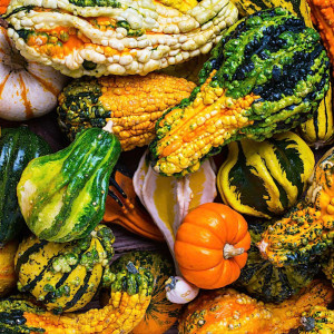 Dovleac decorativ amestec fructe mici (2 g), seminte dovlecei ornamentali diverse forme, Kertimag
