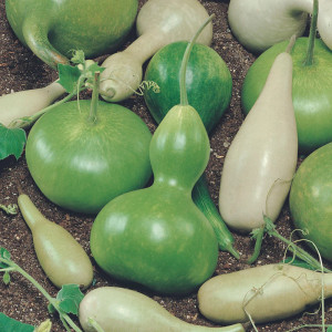 Dovleac decorativ verde Lopotok (2 g), seminte dovlecei ornamentali tigva verde, Kertimag