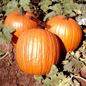 Dovleac Halloween Howden (2 g) seminte dovleac mare, portocaliu, coaja neteda, uniforma, perfect pentru sculptat, Prima Sementi - Img 3