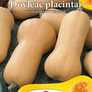 Dovleac placintar Waltham Butternut (5 g), seminte soi semitardiv dovleac gust dulce, Prima Sementi - Img 3