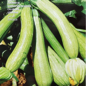 Dovlecei Genovese (10 g), seminte soi dovlecel rezistent, productiv, verde deschis, Raci Sementi - Img 2
