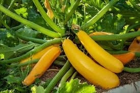 Dovlecei mix Black Beauty si Goldena (6 g) seminte soiuri tip tufa, amestec zucchini verde inchis si galben intens, Kertimag - Img 4