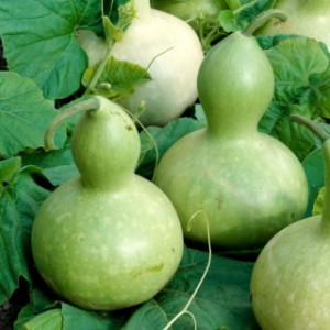 Dovlecei tigva decorativa (1 g) seminte dovleac ornamental verzui Cucurbita lagenaria, Opal