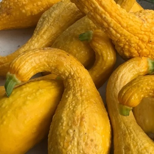 Dovlecel Yellow Crookneck (1 g) seminte dovlecei galben intens si forma interesanta, miez gustos, fin, untos, Legutko