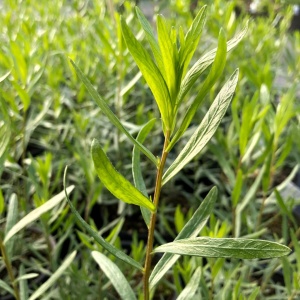 Estragon Rusesc - Tarhon (0,25 g) seminte planta aromatica perena Arthemisia dracunculus, foarte parfumat, Kertimag - Img 2