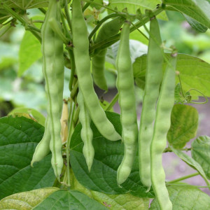 Fasole Albenghino (50 g), seminte soi tardiv, fasole urcatoare pentru boabe uscate, Agrosem