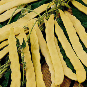 Fasole Auria Bacaului (25 g), seminte soi timpuriu productiv, fasole urcatoare galbena lata, gust placut, Agrosem