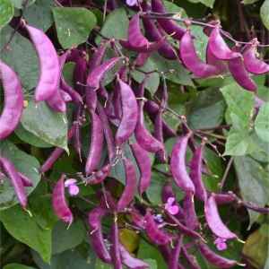 Fasole Egipteana - Fasolnik Egipski (3 g) seminte de Dolichos lablab, planta cataratoare cu flori si pastai violet intens, Legutko - Img 6