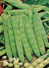 Fasole pitica Coco Nain Blanc Precoce (1 kg), seminte soi fasole oloaga verde lata, Patru Agro - Img 2