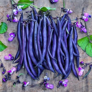 Pastai de fasole Purple Teepee
