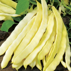 Fasole Plador (8 g) seminte fasole pitica timpurie foarte productiva, pastai galben-aurii late, fara ate, boabe albe, Agrosem