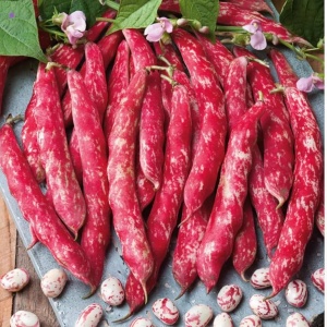 Fasole Stregonta (100 g) seminte fasole pestrita pitica, pastai si boabe tarcate mari, crem cu rosu-visiniu, Agrosem