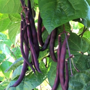 Fasole Trionfo Violetto (40 g) seminte soi timpuriu, fasole urcatoare cilindrica violet, pastai gustoase, fragede, Agrosem - Img 2