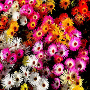 Floare de Cristal mix (0,2 g), seminte planta decorativa Mesembryanthemum criniflorum, Agrosem