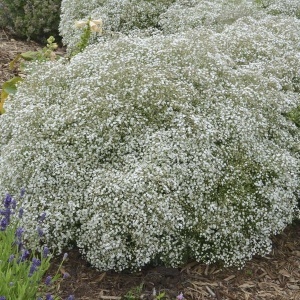 Floarea Miresei anuala alba (2 g), seminte planta ornamentala anuala Gypsophila elegans, flori mici, albe, delicate, Kertimag - Img 4