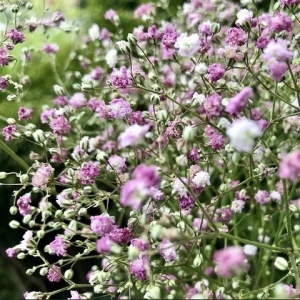 Floarea Miresei mix - Gipsowka Wytworna (1 g) seminte Gypsophila elegans cu flori delicate albe, roz pal, roz intens, Legutko - Img 2