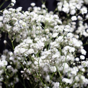 Floarea Miresei perena alba - Gipsowka Wiechowata (1 g) seminte Gypsophila paniculata, flori delicate, albe, Legutko