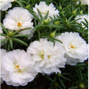 Flori de piatra duble albe (0,1 g), seminte planta ornamentala Portulaca grandiflora, flori albe stralucitoare, Agrosem