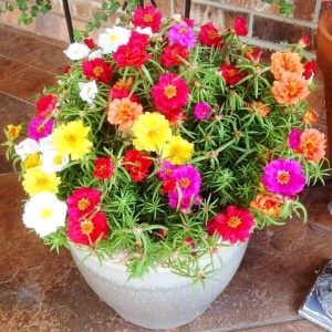 Flori de piatra simple amestec (0,5 g) seminte Portulaca grandiflora, flori semi-batute culori stralucitoare, Kertimag