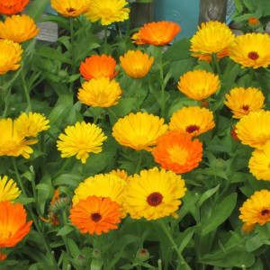Galbenele medicinale amestec de culori (1 g), seminte Calendula officinalis, plante medicinale benefice pentru sanatate, Kertimag - Img 4