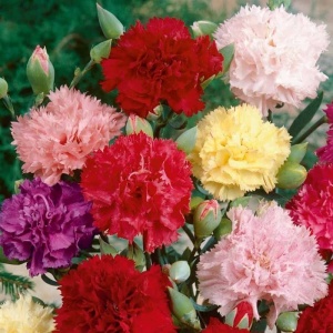 Garoafe anuale Chabaud amestec (0,25 g), seminte planta ornamentala Dianthus caryophyllus, flori mari mix de culori, Kertimag - Img 2
