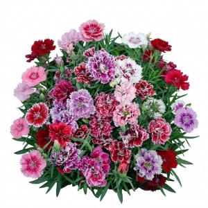 Garofite Chinezesti mix - Gozdzik chinski (1 g) seminte Dianthus chinensis multicolore, Legutko