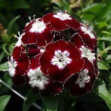 Garofite de Gradina Heimatland (0,2 g), seminte planta ornamentala Dianthus barbatus, garofite turcesti bordo cu ochi albi, Agrosem