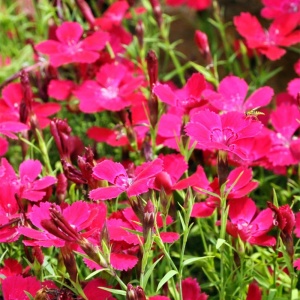 Garofite de Munte Maiden Pink - Gozdzik Kropkowany (0,3 g) seminte Dianthus deltoides cu flori mici roz intens, formeaza covoare dense de flori, Legutko - Img 2