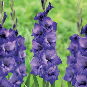 Gladiola Blue (5 bulbi), bulbi gladiole flori mari, petale albastre-violet, Agrosem