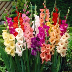 Gladiola mixed (7 bulbi) bulbi gladiole flori mari, amestec de culori, Agrosem - Img 2