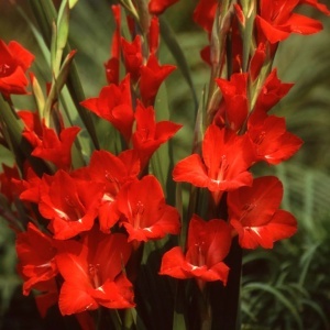 Gladiola Red pachet mare (50 bulbi) gladiole flori mari, culoare rosu aprins, Kertimag