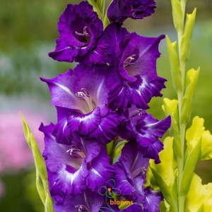 Gladiola Violet (5 bulbi) bulbi gladiole flori mari violet intens, Agrosem - Img 2