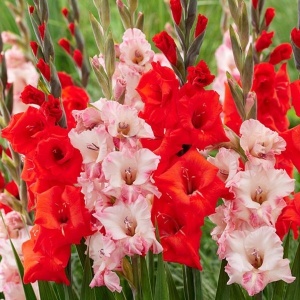Gladiole Duo Red & Pink (10 bulbi) gladiole flori mari, amestec de doua culori, rosu aprins si roz somon, Kertimag