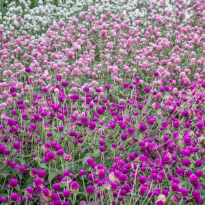 Gomfrena mix (0,1 g), seminte planta ornamentala anuala Gomphrena globosa, flori globulare, colorate, pentru uscat, Agrosem - Img 2
