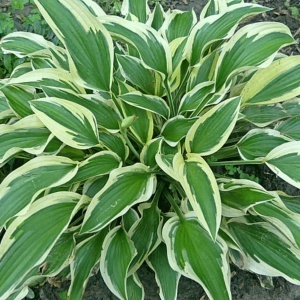Hosta green & white (1 bulb) bulbi Hosta cu frunze bicolore verde cu alb, flori delicate, Agrosem - Img 5