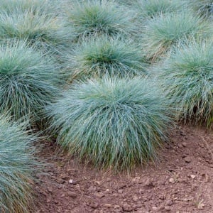 Iarba Albastra - Kostrzewa Sina (0,2 g) seminte Festuca glauca, iarba decorativa perena verde-albastruie, tufe compacte, Legutko - Img 4