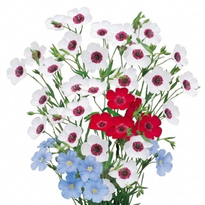 In decorativ mix - Len Wielkokwiatowy (1 g) seminte Linum grandiflorum cu flori mari bicolore, Legutko