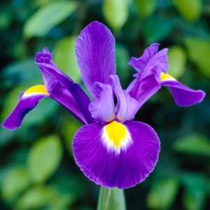 Iris hollandica Blue Magic (10 bulbi) Iris cu flori bicolore, albastru-violet cu galben, efect spectaculos in gradina, Kertimag