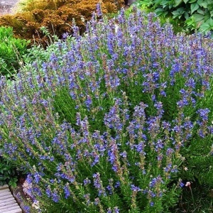Isop (1 g) seminte planta aromatica medicinala perena Hyssopus officinalis, frunze aromate, Kertimag - Img 3
