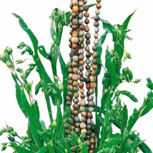 Lacrima lui Iov - Lzawnica Lzy Hioba (3 g) seminte Coix Lacryma-jobi, iarba decorativa cu fructe ca margelele, Legutko