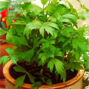 Leustean Sedano di Monte (2 g), seminte planta aromatica perena, frunze foarte aromate, Raci Sementi - Img 2