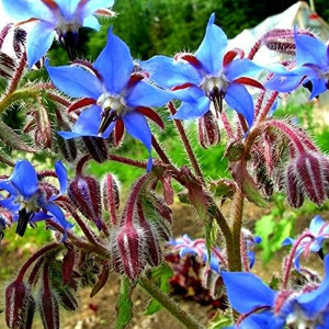 Limba mielului (1 g), seminte planta aromatica medicinala anuala Borago officinalis, frunze si flori pentru salate, Kertimag