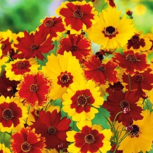 Lipscanoaie - Nachylek Dwubarwny (0,5 g) seminte Coreopsis tinctoria pitica, flori in nuante de galben-auriu si maro-roscat, Legutko